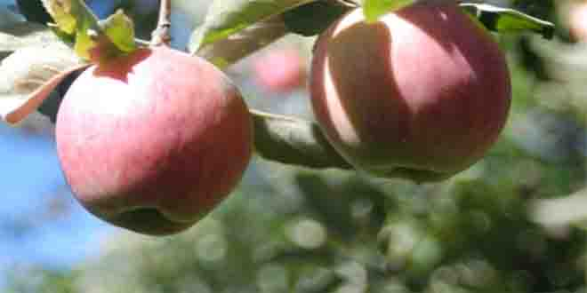 Gürpınar da Elma Hasadı Başladı