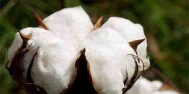 Kuraklık Beyaz Altını da Vurdu