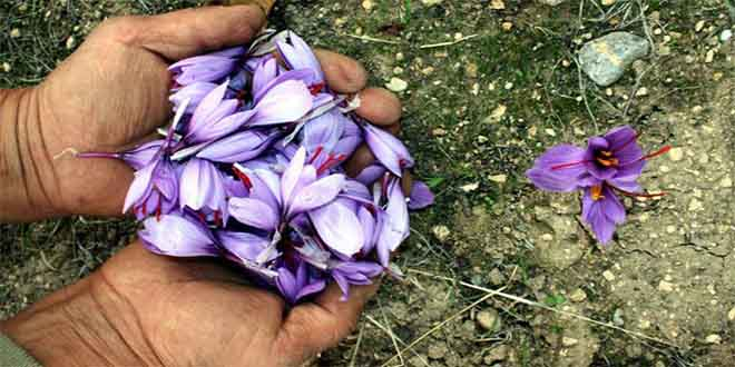 Mucize Bitki Safranın Hasadına Başlandı