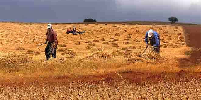 Türkiye de tarımın temel sorunları kalıcı mı