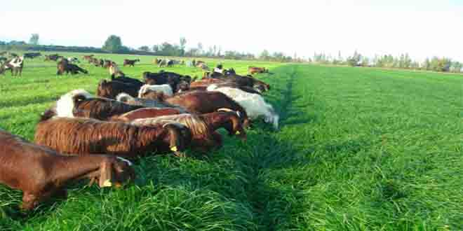 Besiciliğe Yem Bitkisi Desteği