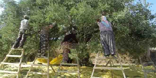 Edremit Körfezi nde Zeytin Hasadı