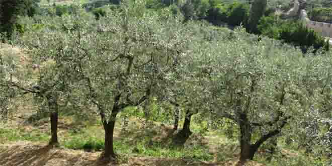 Yırca Köylüleri Zeytinlik Alanda Gece Nöbetine Başladı