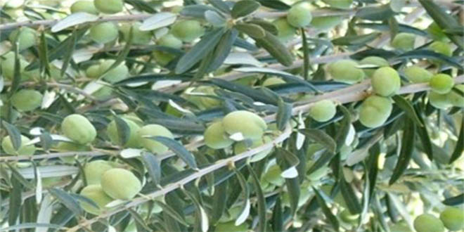 Edincik te Zeytin Alım Kampanyası Başladı