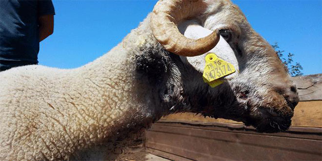 Hayvanlardaki Mavi Dil Hastalığı Hakkında Soru Önergesi Verildi