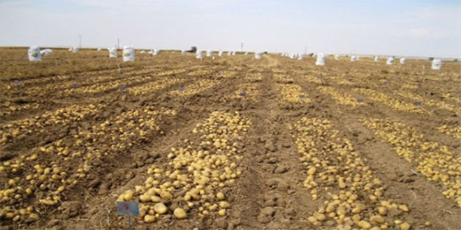 Patates Tarlaları Ekmek Kapısı Oldu