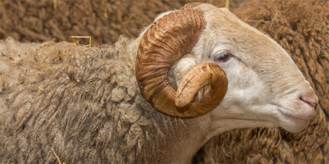 Ulaş ta Yetiştiricilere Koç Dağıtıldı