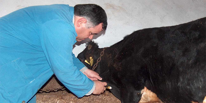 Beyşehir de 22 Bin 500 Büyükbaş Hayvana Şap Aşısı