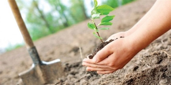 Fidan Dolandırıcılarına Dikkat