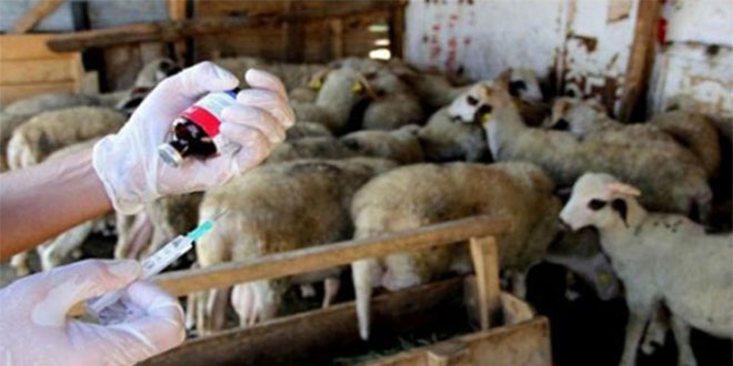 Mavidil Hastalığı İçin Manisa ya 50 Bin Aşı Geldi