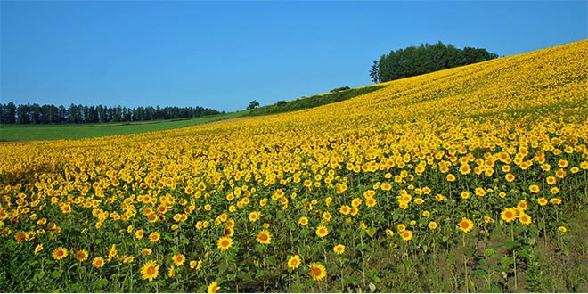 Ayçiçeği Yeşilhisar da İflas Getirdi