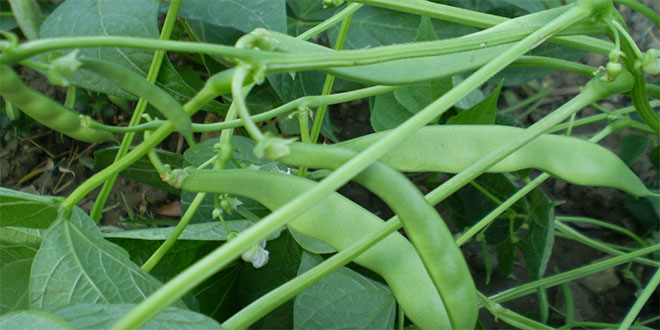 Gembos Ovası nda Çiftçinin Yeni Umudu Fasülye Tarımı