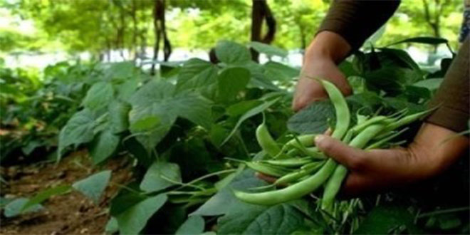 Kuru fasulye hasadı