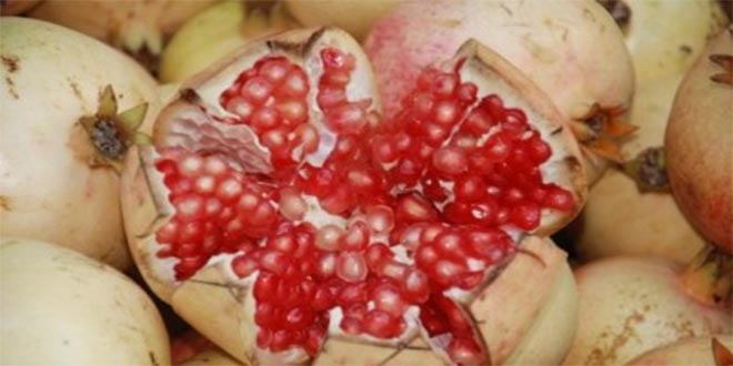 Mersin de Tescilli Keben Narının Hasadına Başlandı