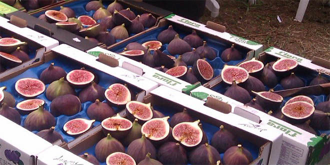 Siyah incirde satış rekoru