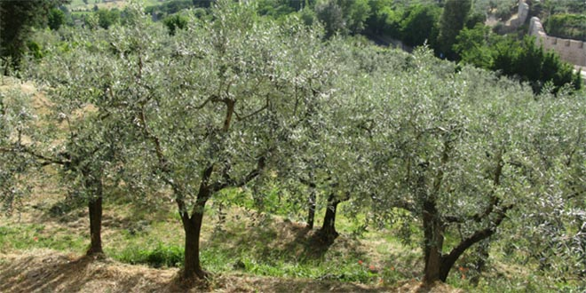Türkiye nin zeytinliklerle imtihanı