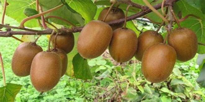 Yalova da Üretilen Kiviler Dalında Satıldı