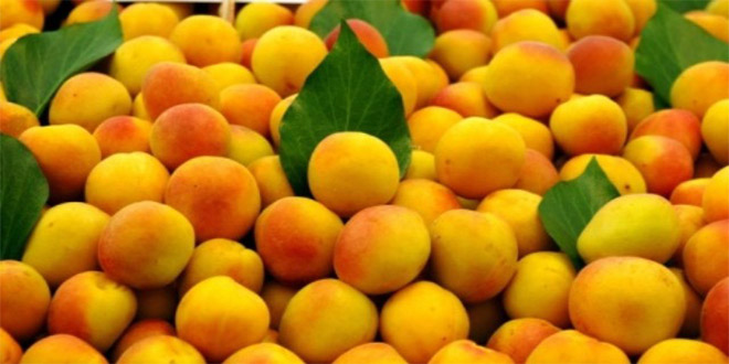 Amerikalılar Malatya Kayısısı nı Sevdi