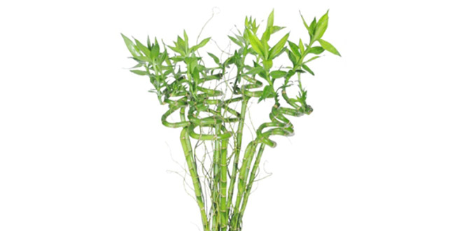 Antalya da Bambu Bahçesi Kuracaklar