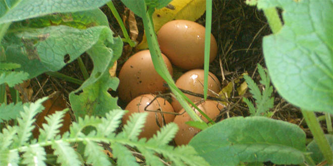 Türkiye den AB ye Organik Tarım Daveti