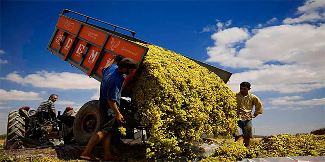 Siverek te Bağ Bozumu Geleneği Sürüyor