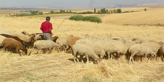 Çobanların Çalışma Sezonu Sona Eriyor