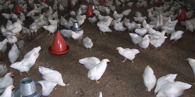 Yumurtlamayan Tavuklar Çiftlik Sahibini İflas Ettirdi