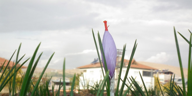 Afşin de Üretilen Safranın Gramı 25 TL