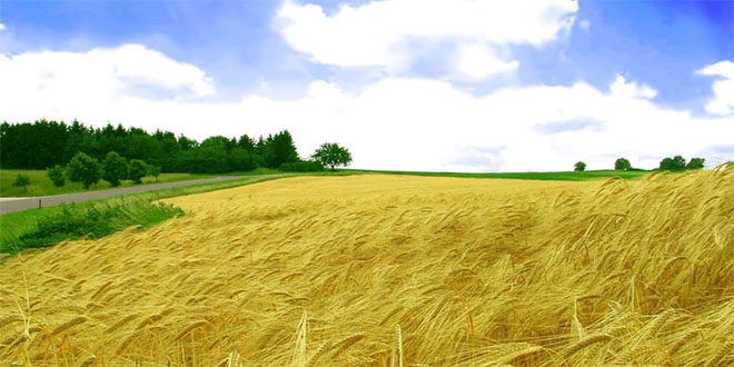 Türkiye de Yaklaşık 7 8 Milyon Hektara Buğday Ekiliyor