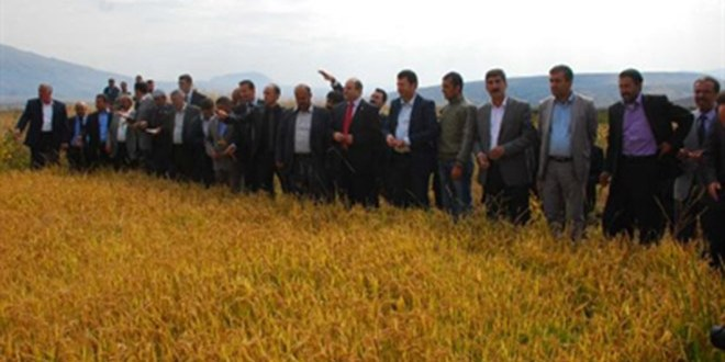 Güroymak ta 74 Yıl Sonra Pirinç Hasadı