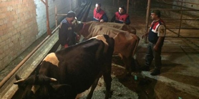 Jandarma Kurban Dolandırıcılarını 8 Saatte Buldu