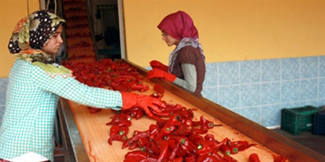 Köylüler Ürettikleri Acı Biberleri Hollanda ya Sos Olarak İhraç Ediyor