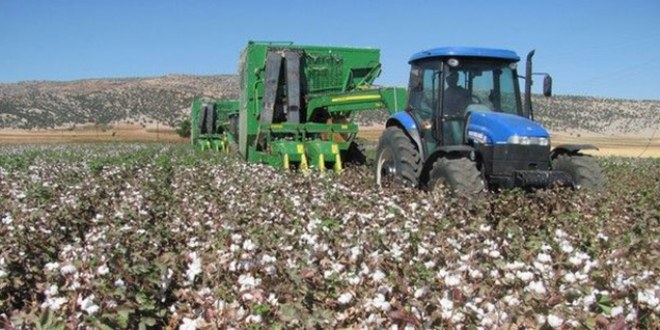Silopi de Makineli Pamuk Hasadı