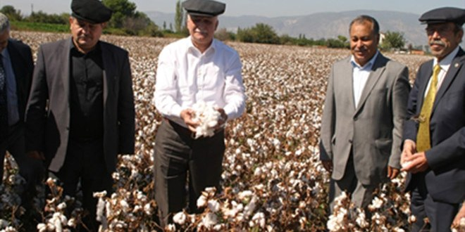 Pamuk Hasadı Başladı Üretici Fiyattan Memnun Değil