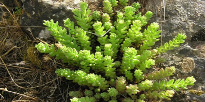 Baraj Suları Altında Kalacak Bitki Türlerine Koruma