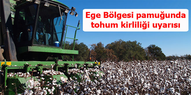 Ege Bölgesi pamuğunda tohum kirliliği uyarısı