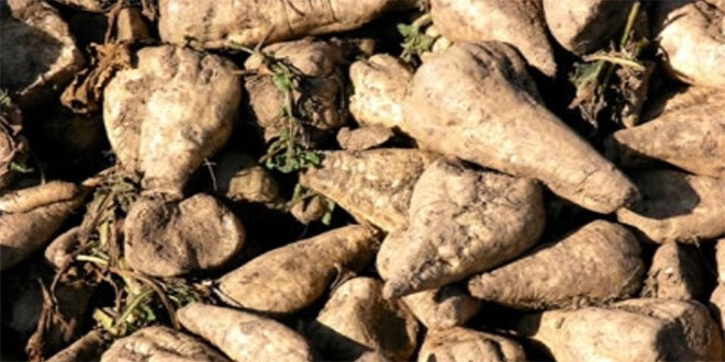 Erciş Şeker Fabrikası ndan Pancar Avans Ödemesi