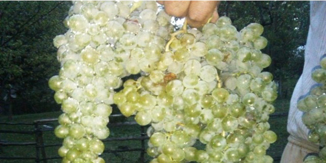 Giresun da Üzüm Ek Gelir Sağlayacak