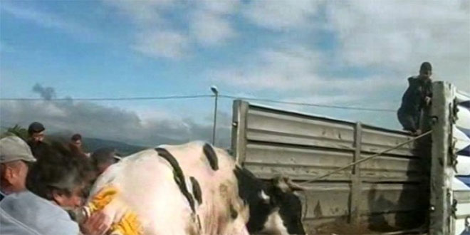 İnatçı Boğa Trafiği Aksattı