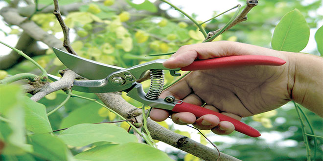 Batmanda Budama Mevsimi