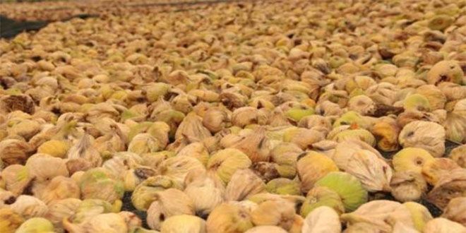 İncirde Üretici Değil Aracı Kazanıyor