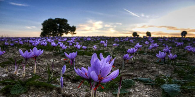 İran da Safran Hasadı