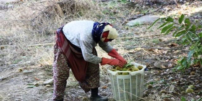 Sarıgöl de Kestane Hasadına Başlandı