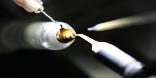 Muğla Arısı Artık Yüzde 91 Daha Hijyen ve Dirençli