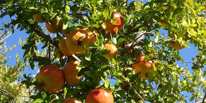 Tescilli Keben Narı Üreticiyi Sevindirecek