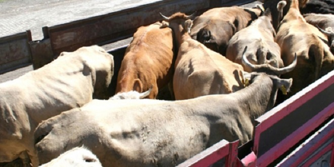 Gümüşhane den Trakya ya Hayvan Sevkıyatı