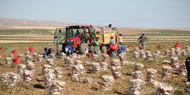 Bayramı Patates Tarlasında Geçirdiler