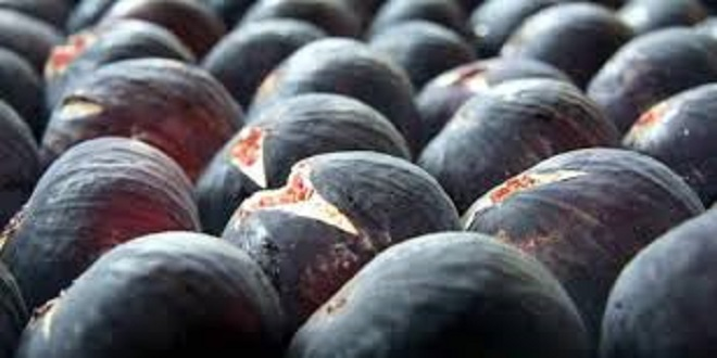 Bursa nın Siyah İnciri Mercek Altında