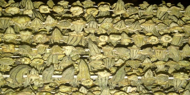 Dalında 7 Lira İpe Dizilince Fiyatı Altınla Yarışıyor