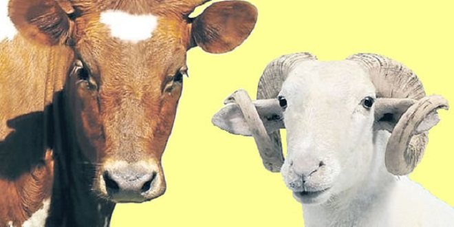 Elde Kalan Kurbanlıkları Et ve Süt Kurumu Alacak